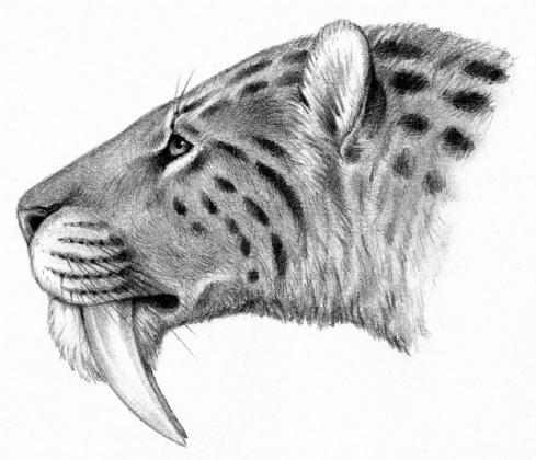 Smilodon