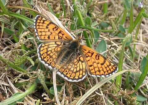 <p><strong><span style="text-decoration: underline;"><span style="color: #0000ff;">Melitaea cinxia (İparhan)</span></span></strong><br /><br />Orta boylardaki bu turuncu kelebeğin kanat arkasındaki dizi halindeki siyah noktalara dikkat edin. Yaz aylarında uçan bu kelebek Ege bölgesinde bulunmaz.</p>