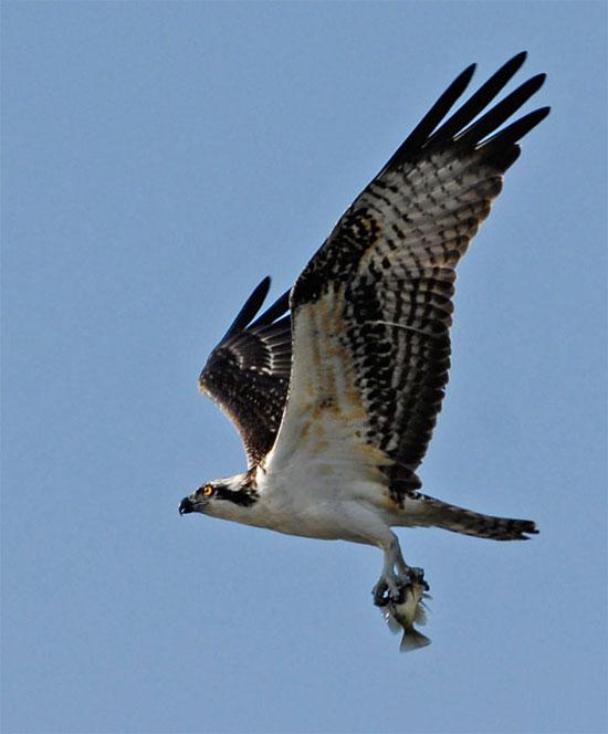 Bazı kuşlar balık yemeyi çok sever. Etobur kuş türleri için balık son derece lezzetli bir öğündür. Kuşların balık avlarından o an fotoğrafları: