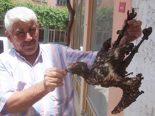 Alınan bilgiye g&ouml;re, il&ccedil;eye bağlı Bostanlar k&ouml;y&uuml; Kaş Obası Mahallesi'nden ge&ccedil;en 30 bin voltluk y&uuml;ksek gerilim hattının tellerine takılan kartal yanarak telef oldu. Yanan kartal, buğdayı bi&ccedil;ilmiş tarlaya d&uuml;şerek anız yangına sebep oldu. Tesad&uuml;fen b&ouml;lgeden ge&ccedil;en Mehmet Karabaş, alevlerin &ccedil;evresini trakt&ouml;r&uuml;yle s&uuml;rerek yangının buğday tarlalarına sı&ccedil;ramasına engel oldu.
<br><br>
(İHA)