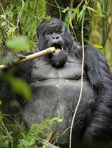 Ruanda'nın yüksek dağlarında yaşayan goril ailesini çekmeye giden vahşi doğa fotoğrafçısı Andy Rouse, alkollü bambu sapını yiyen gorillerin komik hallerini böyle görüntüledi.