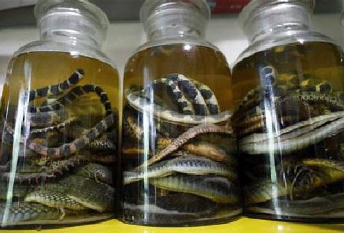 Çinin Zhejiang eyaletinin uçsuz bucaksız tarım alanlarınının içinde saklı olan Zisiqiao köyü 'yılan üretim merkezine' çevirildi. 160 evden oluşan köyde, her yıl üç milyondan fazla yılan üretiliyor.