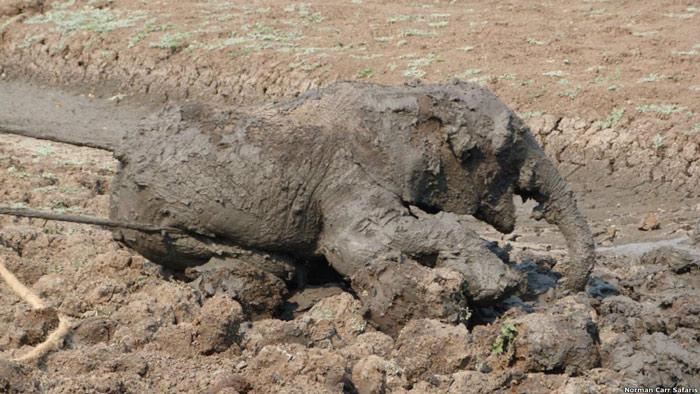 Güney Luangwa Koruma Derneği ile Zambia Vahşi Hayat Dairesi'nin uzmanları önce fil yavrusunun beline ip doladılar; bu arada anneden uzak durmaya dikkat ettiler.