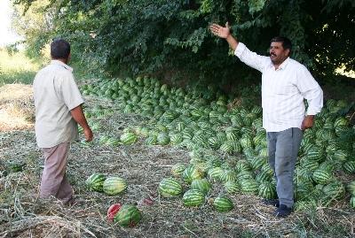 Iğdır'da bu yıl karpuz üreten çiftçi, emeğinin karşılığını alamamaktan şikâyetçi. Geçen yıl tarlada 35 ile 40 kuruştan alıcı bulan karpuz, bu yıl 4 kuruştan bile alıcı bulamıyor. İl merkezine bağlı Yüzbaşılar köyünde karpuz yetiştiren Mehmet Çevik Akkuş isimli çiftçi, karpuzlara alıcı bulamayınca tarlaya inekleri saldı. Bin bir zorluk ve masrafla yetiştirdiği karpuzu ineklere yem diye yediriyor.