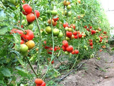 <b>BİLGİ PAYLAŞIMI</b>
<br><br>
Bitkiler yiyeceklerini paylaştıkları gibi bilgilerini de paylaşırlar. Biyologlar bir süredir saldırıya uğramış bitkilerin havadan savunma sinyalleri gönderdiği biliyorlar. Örneğin bir tırtıl domates fidanını yemeğe başladığı zaman, yapraklar zehirli bileşimler salgılar. Bu bileşimler, saldırganı kaçırttığı gibi komşu bitkileri de kendi savunmalarını hazır duruma geçirmeleri için uyarır.
<br><br>
Çin, Guangzhoudaki Güney Çin Ziraat Üniversitesinden Yuan Yuan Song ve ekibi, benzer kimyasal alarm çağrılarının, havadan olduğu gibi yerin altından da yol alıp almadığını araştırdı. Deneyde bir grup domates bitkisine hastalık yaratan mantar bulaştırıldı ve bunların yeraltındaki kökleriyle bağlantısı olan ikinci bir domates grubunun tepkileri ölçüldü.
<br><br>
Hastalıklı bitkinin toprak üzerindeki kısmı plastik torbalarla sıkı sıkıya örtülerek havadan iletişim kurması engellendi. Bütün buna karşın sağlıklı domates grubunun savunma amaçlı kimyasal maddeler salgılamaya başladığı tespit edildi. Bu da bitkilerin alarm uyarılarını yeraltında da yürüttüğü anlamına geliyordu (PLoS One, vol 5, p e13324).