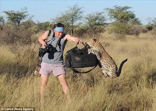 Afrika'da safariye çıkan belgesel ekibi, çekim otosunun üzerine tırmanan leoparı görünce büyük panik yaşadı. Fotoğrafçının leoparla burun buruna geldiği an: