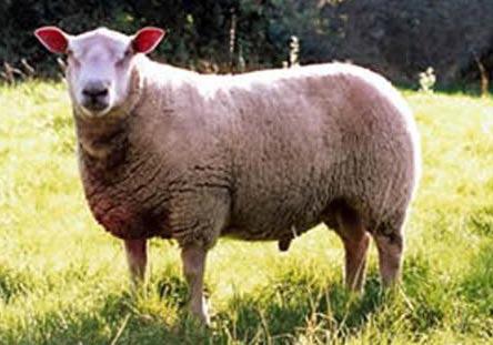 <b>Yeni bir girişim: Charollais koyunu</b><br>
Anavatanı Fransanın Saone et Loire bölgesi olan Charollais koyunu, son zamanlarda en gözde koyun çeşitlerinden biri. Genellikle eti için yetiştirilen bu koyun, birçok ülkede yağsız kuzu eti için kullanılıyor. Bu koyun ırkının en önemli özelliği ise kuzularının erken yetişmesi ve etinin yağsız olması. Bu nedenle yetiştiriciler ve tüketiciler tarafından tercih ediliyor. Ayrıca sütü de normal koyuna göre daha fazla. Charollais koyununun normal koyuna göre yüzde 250 daha karlı olduğunu söyleyen saanen.org Satış Müdürü Osman Atız, bu koyunların genellikle Fransa ve Bulgaristandan ithalatının yapıldığını belirtiyor. Bu koyun türünün üretimi için proje başlattıklarını belirten Atız, İlk koyunlarımızı aldık. Satışlara ise 2013 yılında başlayacağız diyor. Kuzuların satış fiyatı 800 lira. Kuzulardan ertesi yıl geri dönüş alınabiliyor. Bu alanda yatırımı düşününler için karlı bir yatırım olabilir.