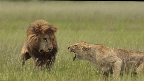Ünlü doğa fotorafçısı Lee Wittarm'ın geçen ocak ayında Botswana'nın Okavango Deltası'nda, aslanlarla ilgili yeni belgeselinin çekim çalışmaları sırasında, yavrularının babası olan erkek aslanla dişi aslanın kavgaya tutuştukları an, objektife yakalandı.