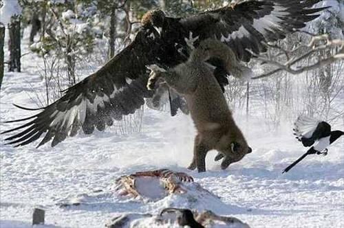 15- Altın Kartal genellikle Kuzey Amerikada görülen bir tür. Bu fotoğraf ise Finlandiyada çekildi. Altın Kartal fotoğrafta acımasızca tilkiye saldırırken görülüyor. Bu olağanüstü anı objektifleyen Pekka Komiye göre tilki kartalın bu acımasız saldırısından kurtulup kaçmayı başarmış.