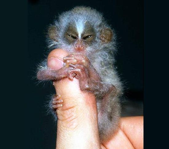 Loris (İnce primat) Güney Asya'nın yeşillik bölgelerinde yaşar. Son derece yavaş hareket eden hayvanlardır.