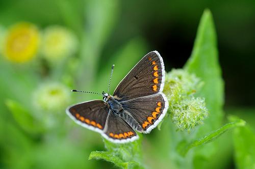 <p><strong><span style="text-decoration: underline;"><span style="color: #0000ff;">Aricia agetis (Gümüş lekeli esmergöz)</span></span></strong><br /><br />Çok sık görülen kelebeklerdendir. Hem dişisi hem de erkeği kahverengidir, ön ve arka kanat üst yüzünde turuncu bantlar göze çarpar. İlkbahardan sonbahara kadar çiçekli alanlarda uçar.</p>