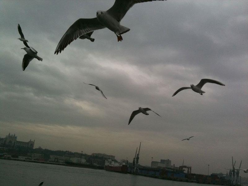 Simit parçalarının biri bile mi yere düşmez Allahım! Nasıl bir refleksle yarattın bu martıları?