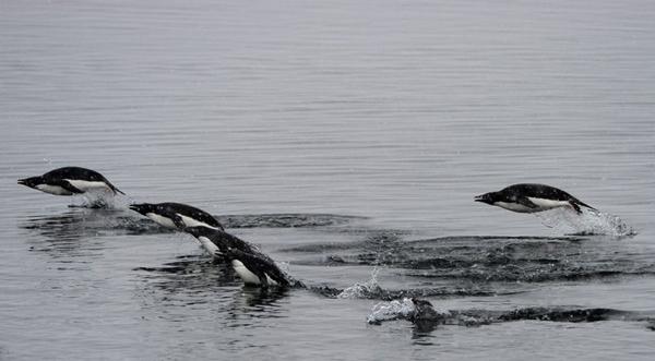 <p>Avusturalya Antartika Bölümü Araştırmacıları Adelie penguenlerinin yüzlerce devasa buz dağının arasından geçip Commonwealth Körfezine gidişini görüntülemek için, denizde 20 km hızla devasa buzulu kırmaya çalıştı.</p>

<p>Antartika'ya inen ilk Ünlü kutup kaşifi Douglas Mawson'ın yerinde (Antartika'ya çıkış yerinde) araştırmacı ekibi ve Avustralya Antartik Bölümü personeli, Avustralyalı jeolog ve kaşif Douglas Mawson'ın Antartika'ya çıkışının 100. yıl dönümünü kutlayacak..</p>