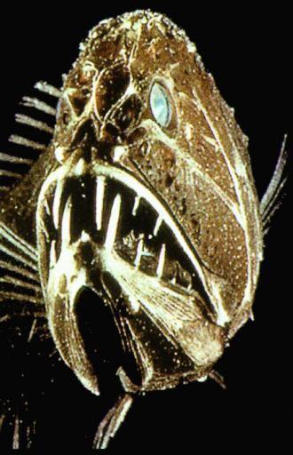Fangtooth balığı