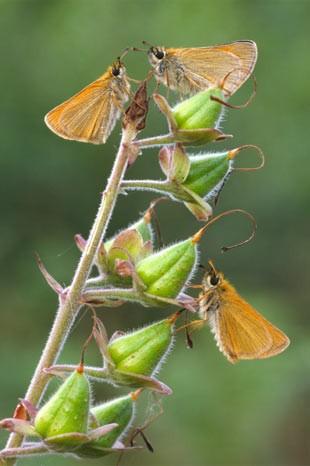 İngiltere'de her yıl düzenlenen British Wildlife Fotoğraf Ödülleri sahiplerini buldu. Bu yılın birincisi,Sula Sgeir denilen küçük ve ıssız bir İskoç adasında çektiği denizanası fotoğrafıyla Richard Shucksmith oldu. İşte yarışmada dereceye giren vahşi yaşamın içinden etkileyici kareler