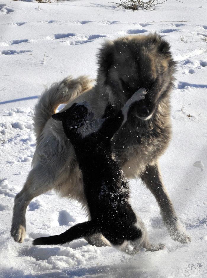 İri rakibi karşısında cesaretini bir an olsun bırakmayan kedi, köpeğin karşında galip geldi.