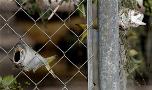 IKe kasırgası diğer canlıları da perişan etti