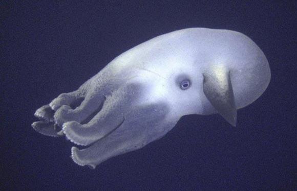 Dumbo Octopus(Dumbo ahtopotu) Ahtapot türü olan Dumbo Octopus, okyanusun en derin bölgelerinde yaşıyor.