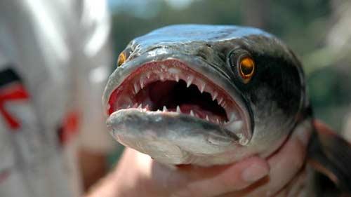 Avustralya ile Papua Yeni Gine arasındaki Torres Boğazı'ndan ge&ccedil;erek &uuml;lkenin Queesland eyaletine gelen balığın, &uuml;lkenin başka b&ouml;lgelerine de ge&ccedil;mesinden endişe ediliyor.