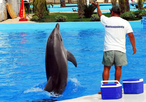 SEALANYA DENİZ PARKI---
Dünyanın dördüncü, Avrupa ve Türkiyenin ilk deniz parkı, Antalyanın Alanya ilçesinde açıldı. Deniz parkı 50 bin dönüm arazide kuruldu, tesiste toplam yüz ölçümü 20 bin metrekareye ulaşan 15 havuz bulunuyor. Havuzlardan 6sı yunus gösteri, yunus yüzme ve yunus terapi havuzu olarak kullanılıyor, tesiste köpekbalıkları, manta balıkları ve foklar için birer havuz, yunuslar için doğum havuzu, binlerce balığın bulunacağı resif havuzu yer alıyor. Havuzlar deniz suyuyla dolduruluyor ve su 11 dev filtre kullanılarak denizin derinliklerinden alınıyor. 12 milyon avroya mal olan tesisin turizme ve bölgenin sosyoekonomik durumuna katkısı bol.
