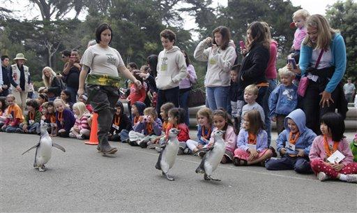 Amerika'daki San Francisco Hayvanat Bahçesi'nde önceki gün önemli bir mezuniyet töreni vardı. Paytak kahramanlar terfi almanın mutluluğunu yaşıyordu.