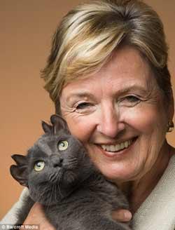 dört kulaklı kedi