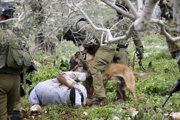 İArdından da bir İsrail askeri eğitimli köpeğini Ishtewe'nin üzerine saldı. Köpek yerde yatan Filistinliyi defalarca ısırdı ve yerlerde sürükledi. İsrail askerleri ise bu durumu sadece izlemekle yetindi.