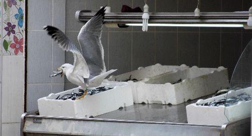 Balık&ccedil;ı Mehmet Yaşar, "Cemile" adını verdiği martının yavrusuna da Amerikalı yazar Richard Bach'ın, Martı adlı eserindeki martının adından esinlenerek "Johantan" adını vermiş.