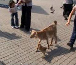 Taksim Meydanı, bu kez iki farklı aşığı misafir etti. Sahibiyle birlikte meydanı gezmeye geleni keçi ile horozun bir birlerine olan bağı, görenleri hayrete düşürdü. Horoz, Taksim'de gezinen keçiyi bir an olsun yalnız bırakmadı.(CİHAN/Sümer Avcı)
