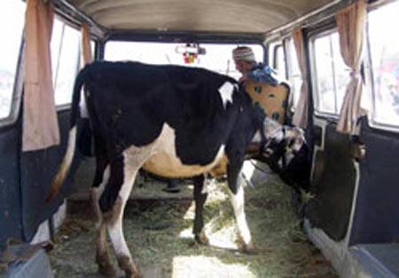 Beyşehir'de, hem hurdacılık, hem de canlı hayvan tüccarlığı yapan Halil İbrahim Eken, 14 kişinin binebildiği minibüsünün koltuklarını sökerek, içerisine doldurduğu büyükbaş hayvanları Beyşehir Hayvan Pazarı'na getirirken görüntülendi.