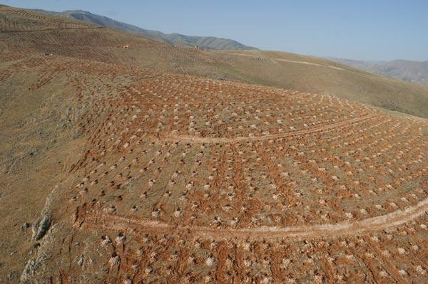 Bey Dağı ağaçlandırma projesi kapsamında bölgeye 5 milyona yakın fidan dikimi yapıldı. Bizzat ağaçlandırma yapılan alana giderek yapılan çalışmaları fotoğrafladık.