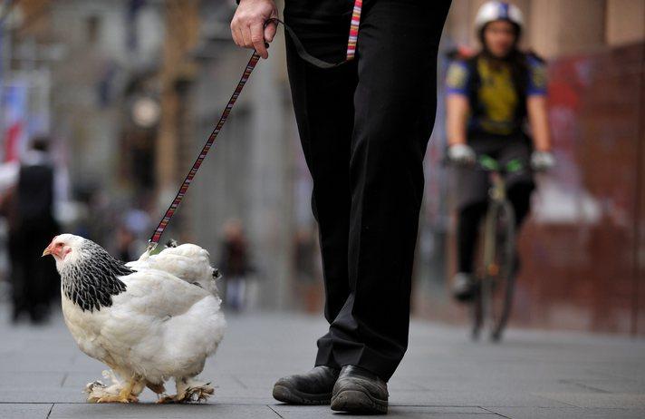 Şehir  tavukları  olarak adlandırılan tavuk hareketini başlatan John Huntington kedi, köpek ve hamster gibi evcil hayvanların yanına tavukları da eklemek için insanları ikna etmeye çalışıyor.