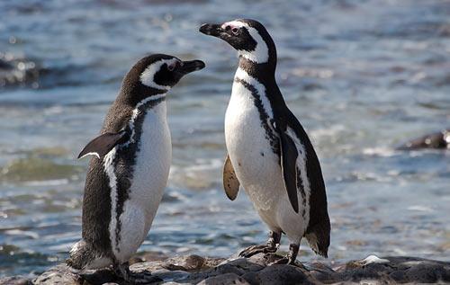 Okyanusların ısınması, yiyecek bulmak için daha uzak yerlere yüzmeleri bu hayvanların yerini değiştirmesine neden oluyor. Geçen yıl Rio de Janeiro'da yüzlerce Macellan Pengueni kıyıya vurdu. Birçoğu çok zayıf düşmüştü ya da ölmüştü. 17 penguen türünden 12'sinin nesli hızlı bir şekilde azalıyor.