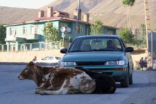 Hakkari'de çevre yoluna yatan inekler, trafiğin aksamasına yol açıyor.