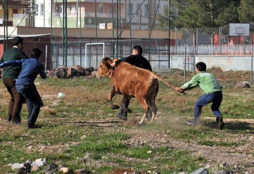 Kaçan boğa uyuşturucu iğne ile yakalandı