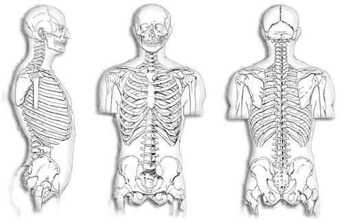 <p><strong><span style="color: #0000ff;">Kemikler<br /></span></strong>30 - 40 yaşından itibaren kemik kitlemiz azalmaya başlıyor. Zamanında önlem alınırsa, osteoporozun gelişmesi engellenebiliyor.</p>
<br><p>Kuvvet egzersizleri iskeleti güçlendiriyor Kemik kitlemiz 30-40 yaşlarından itibaren her yıl yüzde 1, hatta menopoz döneminden sonra yüzde 5 oranında azalıyor. Kemik sağlığımızı korumak içinse zamanında önlem almamız şart. Ne yapabilirsiniz? Kaslarımızın güçlenmesini sağlayan egzersizler, kemik yoğunluğunu da artırabiliyor. Bu nedenle haftada 2 kez, kaslarınızı çok zorlamayacak şekilde ağırlık çalışmaları ile kas gruplarınızı belli bir gerginlikte ve güçte tutun. Ayrıca her gün veya haftada 3-4 kez, en az 15-20 dakika boyunca yürüyün. Günde 1000 -1200 miligram kalsiyum alabilirsiniz.</p>