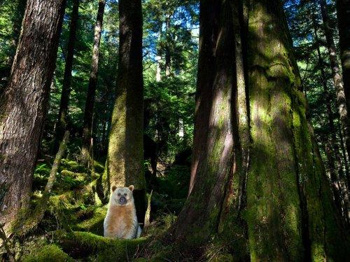 Kermode Ayısı, British Columbia
