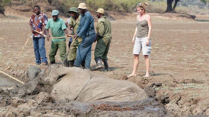 Durumu gören turistler Güney Luangwa Koruma Derneği ile Zambia Vahşi Hayat Dairesi'ni arayıp yardım istedi.