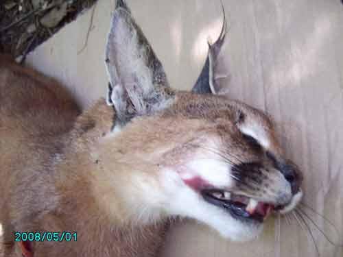 Pardus geçtiğimiz sene ilk kez yaralı olarak tesadüfen bulunmuş ve Haber 7 tarafından ilk kez görüntülenmişti.
