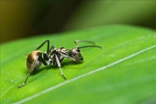 <p>Karınca iki hafta su altında yaşayabilir.
