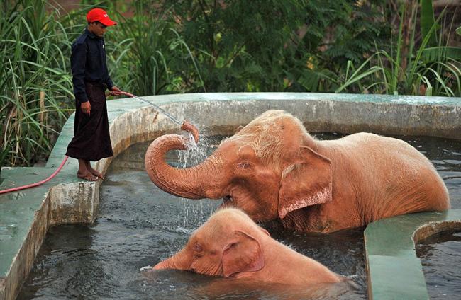 Burmadaki bir hayvanat bahçesinde sıcaktan bunalan iki fil havuzda serinledi.  Nadir görülen pembe filler ziyaretçilerin ilgi odağı oldu.