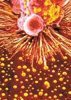 Antikorlar: Kadınlar daha &ccedil;ok antikor &uuml;retirler, bu y&uuml;zden de erkeklere kıyasla bakteri ve vir&uuml;s hastalıklarına daha seyrek yakalanırlar.