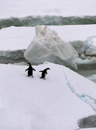 <p>Avusturalya Antartika Bölümü Araştırmacıları Adelie penguenlerinin yüzlerce devasa buz dağının arasından geçip Commonwealth Körfezine gidişini görüntülemek için, denizde 20 km hızla devasa buzulu kırmaya çalıştı.</p>

<p>Antartika'ya inen ilk Ünlü kutup kaşifi Douglas Mawson'ın yerinde (Antartika'ya çıkış yerinde) araştırmacı ekibi ve Avustralya Antartik Bölümü personeli, Avustralyalı jeolog ve kaşif Douglas Mawson'ın Antartika'ya çıkışının 100. yıl dönümünü kutlayacak..</p>