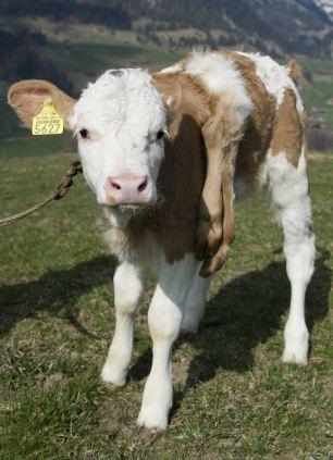 <p>Doğumu yaptıran veterinerin yaşamayamayacağını söylemesine rağmen Lilli yedinci haftasını doldurdu.</p>