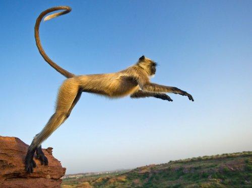 Seken langur, Hindistan