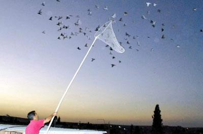 ŞANLIURFA'NIN CEYLANPINAR İLÇESİNDE İKAMET EDEN GÜVERCİN YETİŞTİRİCİSİ, GELİŞTİRDİĞİ METOTLAR SAYESİNDE SURİYE'DEKİ GÜVERCİNLERİ KENDİ TARAFINA ÇEKMESİYLE GÖRENLERİ ŞAŞIRTIYOR. FOTOĞRARF: UĞUR KUŞ