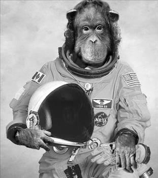 Uzaydaki ilk hayvan hangisidir?
Meyve sineği. Küçücük astronotlar bir miktar tahıl tohumuyla birlikte Amerikan V2 roketine bindirildi ve 1946 Temmuzunda uzaya fırlatıldılar. Yüksek irtifada patlamanın radyasyon üzerine etkisini test etmeye alışkındılar.
