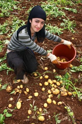 Çukurova'da, hasadına başlanan erkenci patates ile soğanın, geçen yılın aksine bu yıl oluşan yüksek fiyatlarla üreticisinin yüzünü güldürdüğü bildirildi.