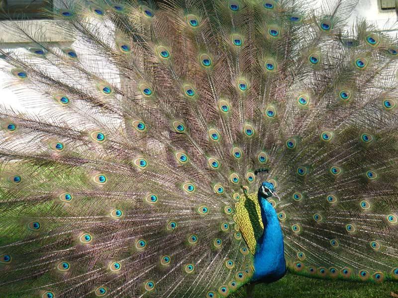 En g&uuml;zel kost&uuml;m &ouml;d&uuml;l&uuml;n&uuml; her daim almaya muktedir hayvanımız tavuskuşu.
