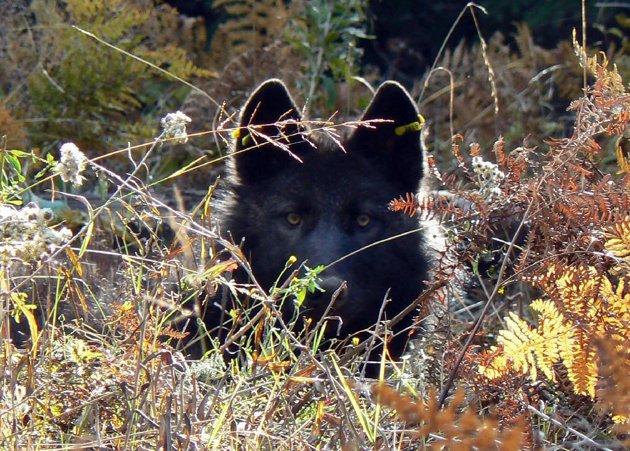 ADD'nin Oregon eyaletinde, (Oregon Department of Fish and Wildlife) balık ve doğal yaşam alanlarını koruma ünitesinin takibindeki doğal yaşam alanında dünyaya gelen gri erkek kurt, kendisine bir dişi kurt bulabilmek için yaşadığı parktan çıkarak aylarca tek başına dolaştı. 
<br><br>
2009’da dünyaya gözlerini açan kurt, 2 yaşına geldiğinde bir eş bulabilmek için babası ve kardeşini terk ederek yola çıktı.
<br><br>
ABD’li görevlilerin tehlikelere karşı takip için kulağına taktığı çip sayesinde izini sürdüğü OR-7 kod adlı erkek kurt, 10 Eylülde çıktığı yolculuğununda zig zaglar çizerek  eş bulmak için tam 730 mil (yaklaşık 1175 kilometre) yol kat etti. 
<br><br>
Bu arada kendisine yabancı yaşam alanlarından geçen, köpek sürüleri ile karşı karşıya gelerek zor anlar yaşayan, diğer kurtlara da rastlayan genç kurt 19 Kasımda eyaletin Medford bölgesine ulaştı ama ne yazık ki iki aylık yolculuk sonunda kendisine uygun eş bulamadı.
<br><br>
Bu hikayenin mutlu sonla bitmemesi üzücü ama sürpriz değil çünkü talihsiz gri kurdunmacerası samanlıkta iğne aramaktan faksızdı. Yaşadığı topraklarda şu ana dek sadece 14 kurt yaşadığı tespit edilebilmiş durumdaydı.
<br><br>
Talihsiz kurdun talihsizliği bununla da bitmedi çünkü umudu kestiği zaman dönüş içinde 320 mil (yaklaşık 515 kilometre) yürümek zorundaydı.
<br><br>
(Haber 7 - AP)